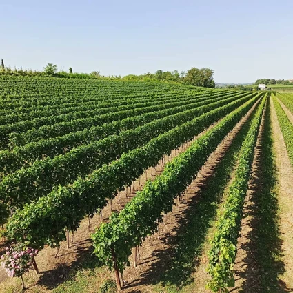 Tra Storia e Futuro: Degustazione Vini e Light Lunch/Dinner sulle Colline del Garda 18